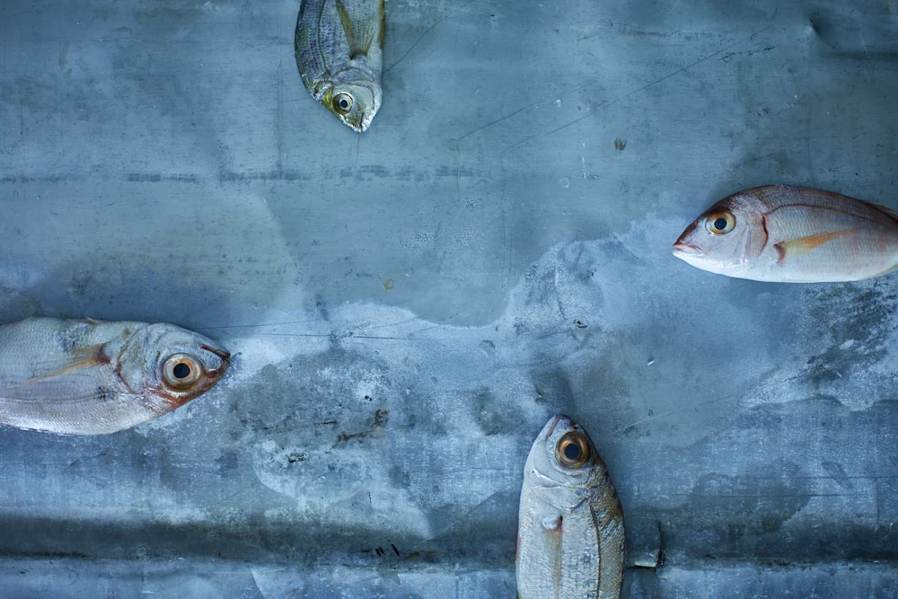 Fish — Gallery 1