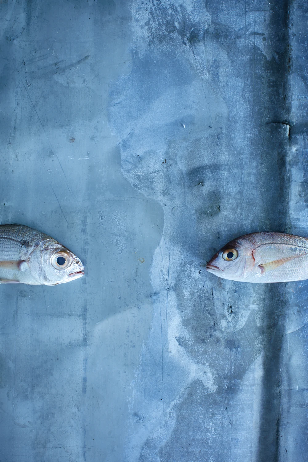 Fish — Gallery 5
