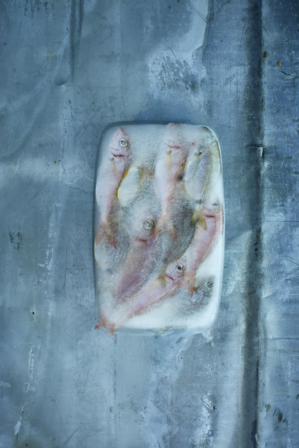 Fish — Gallery 2