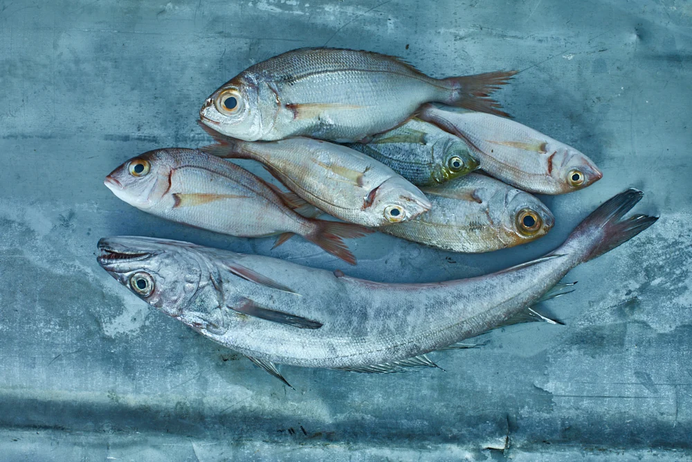 Fish
