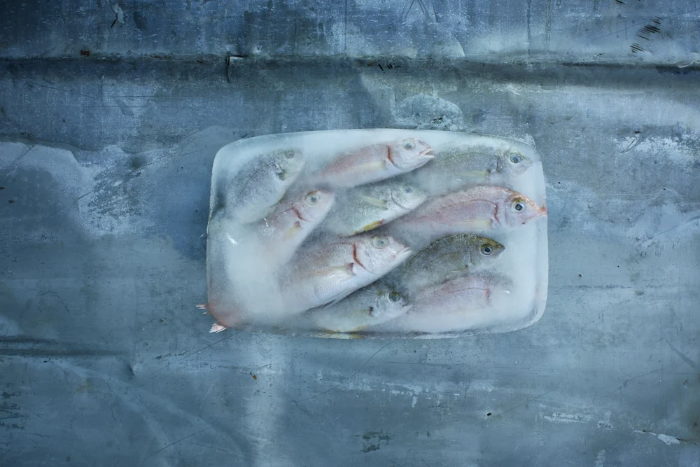 Fish — Gallery 3