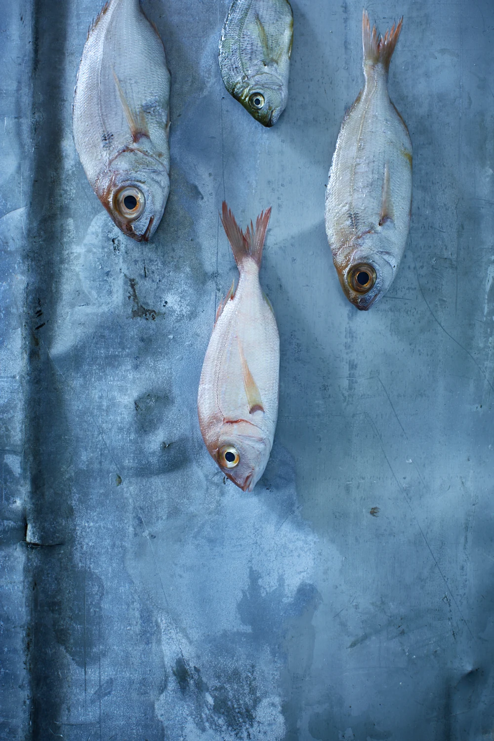 Fish — Gallery 4